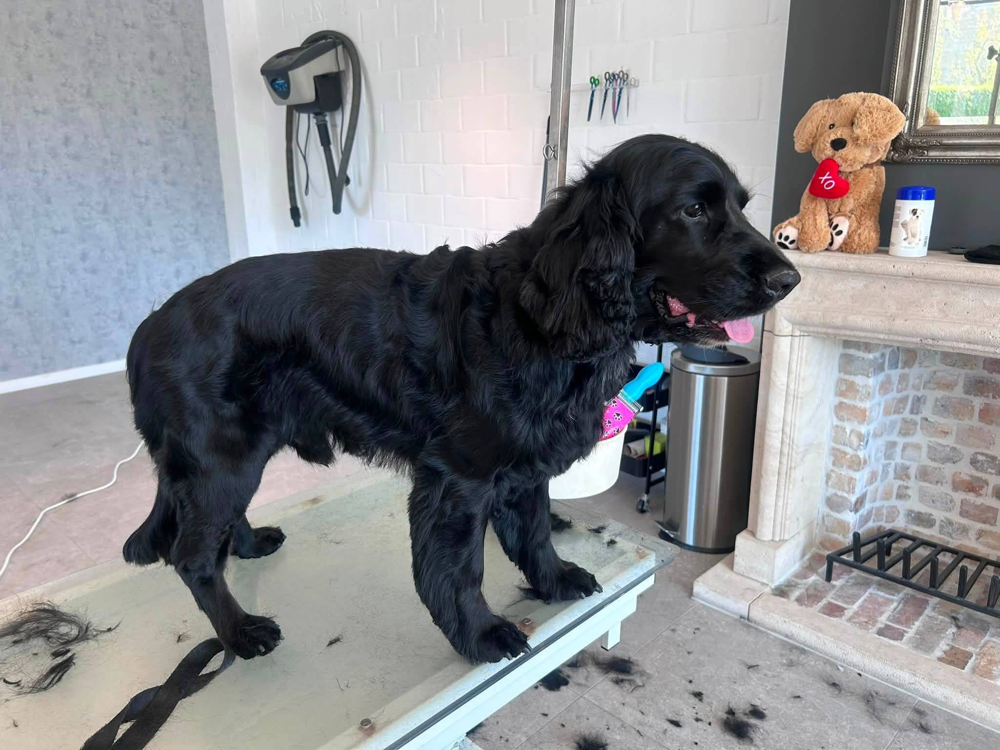 Cocker spaniel — na de verzorging