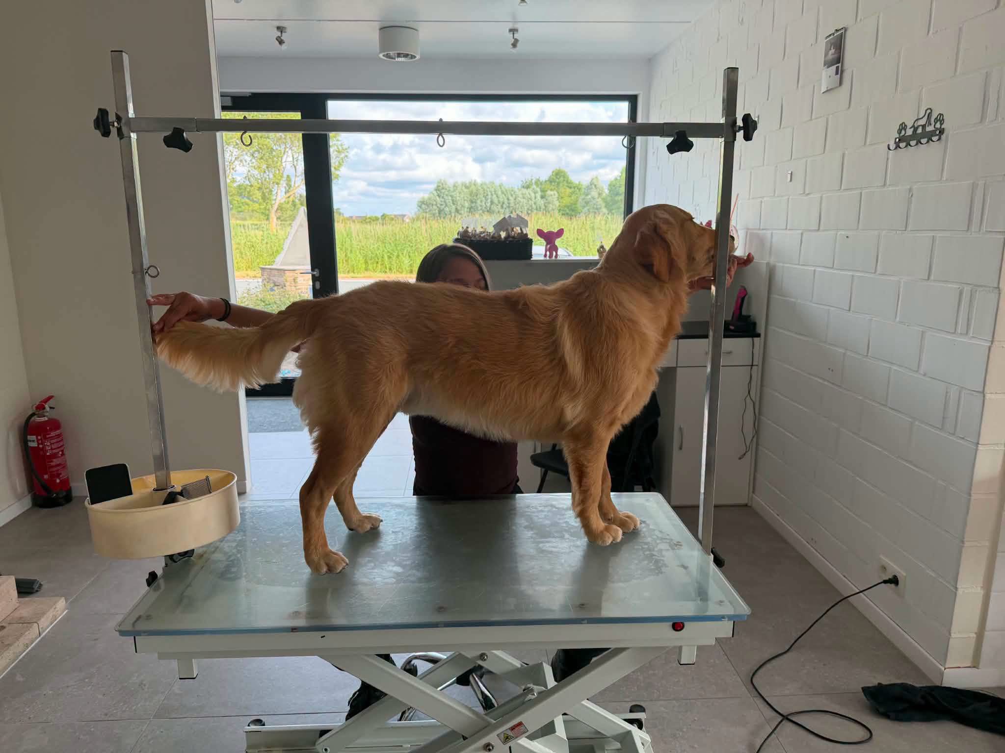 Hond bij Pawsh Puppy Spa