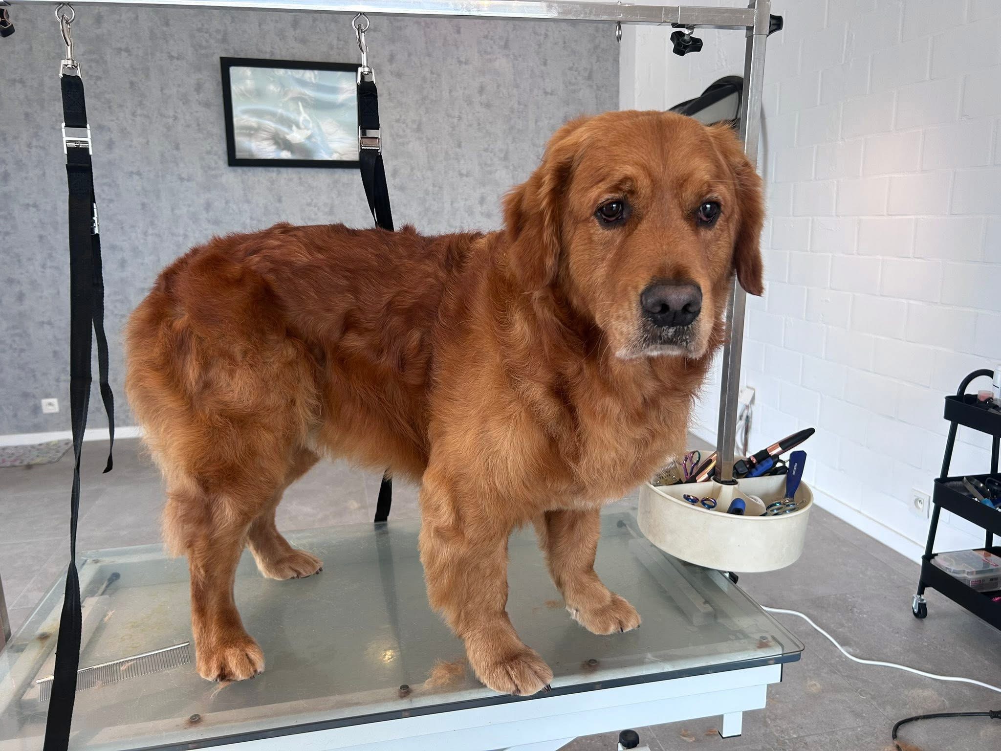 Golden retriever op de trimtafel bij Pawsh Puppy Spa