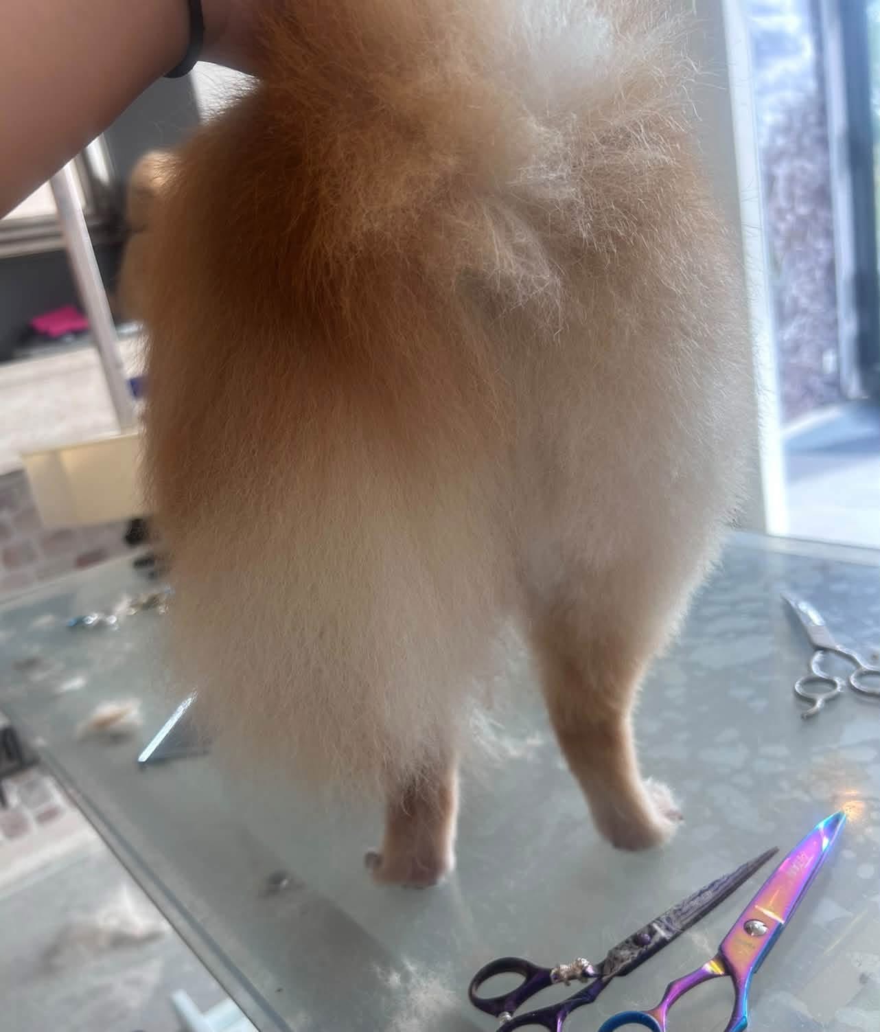 Hond bij Pawsh Puppy Spa