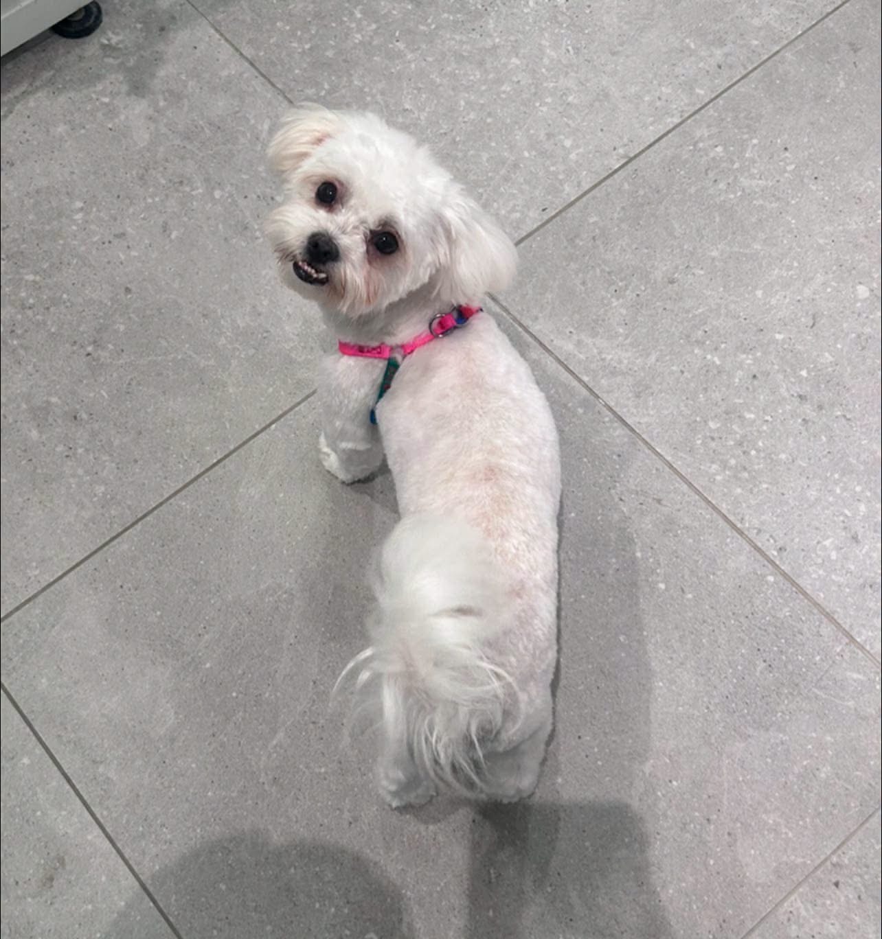 Hond bij Pawsh Puppy Spa