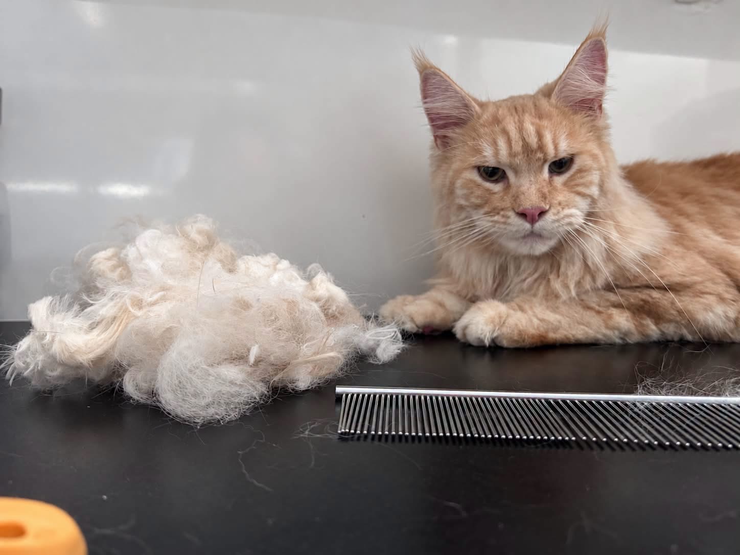 Rosse kat op de trimtafel bij Pawsh Puppy Spa