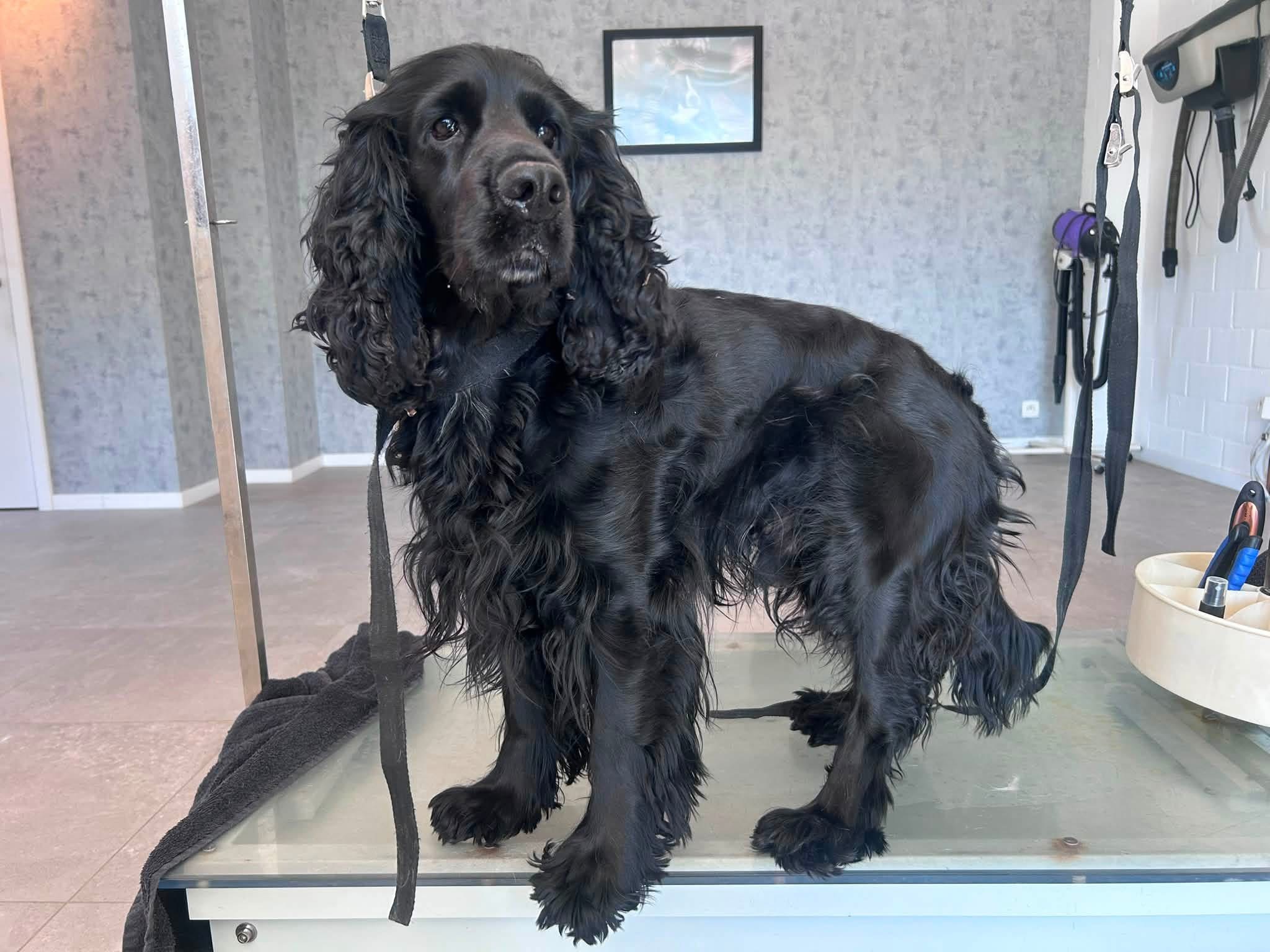 Cocker spaniel — voor de verzorging