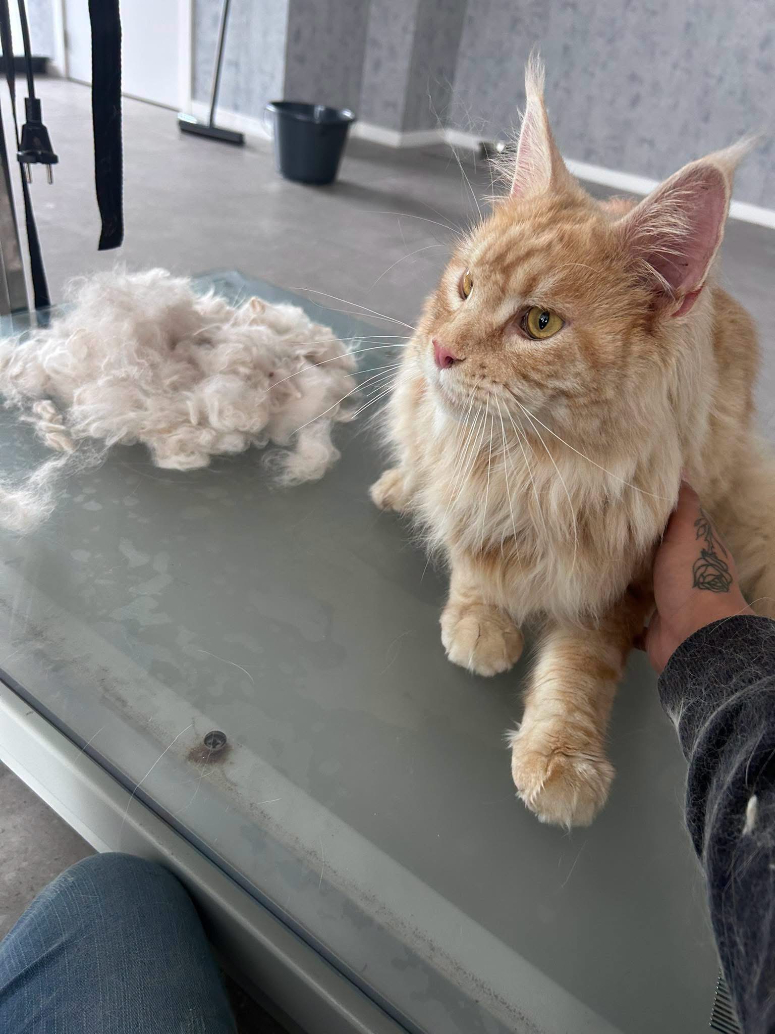 Rosse kat op de trimtafel na het uitkammen bij Pawsh Puppy Spa