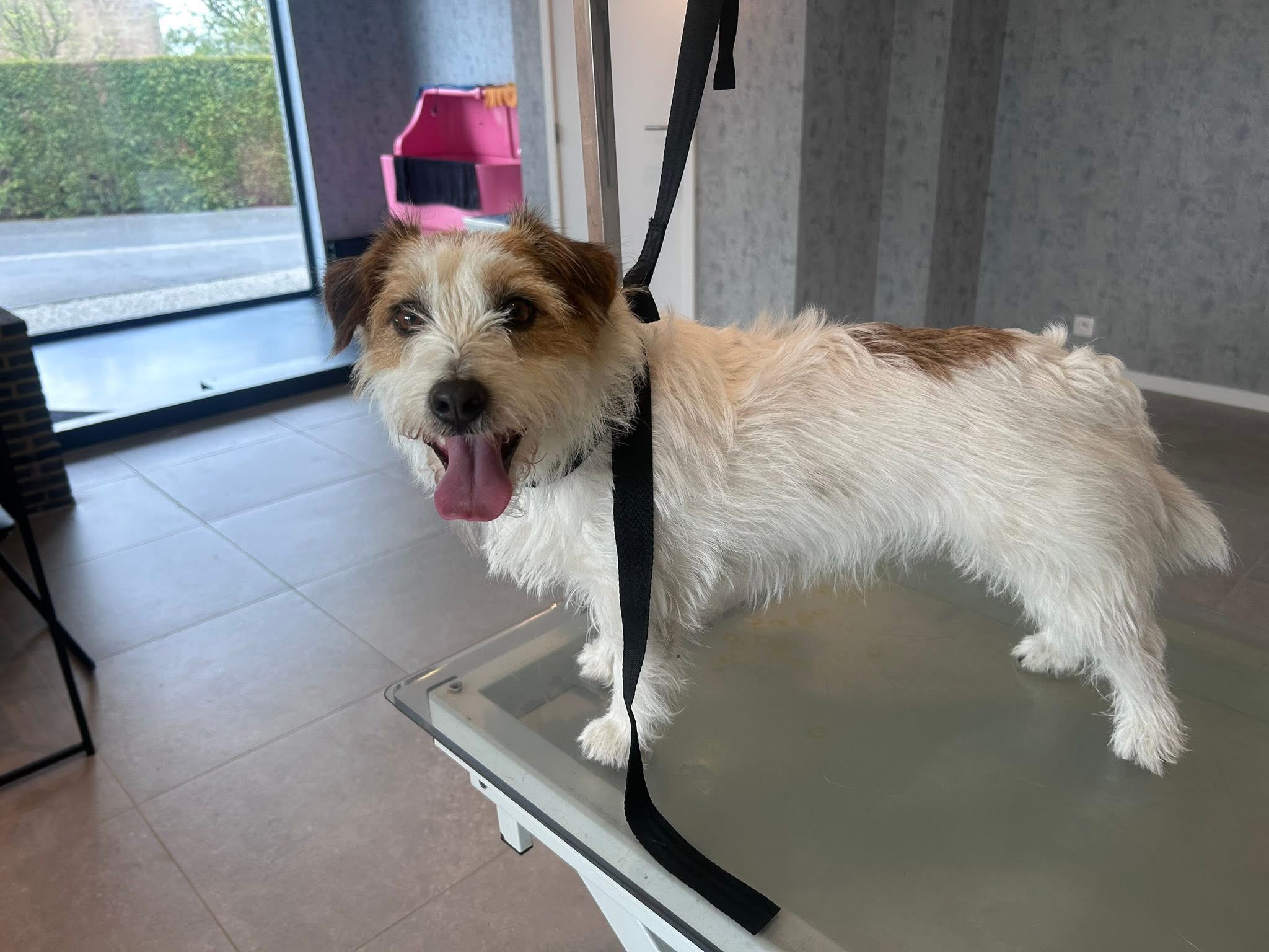 Jack Russell — voor de verzorging