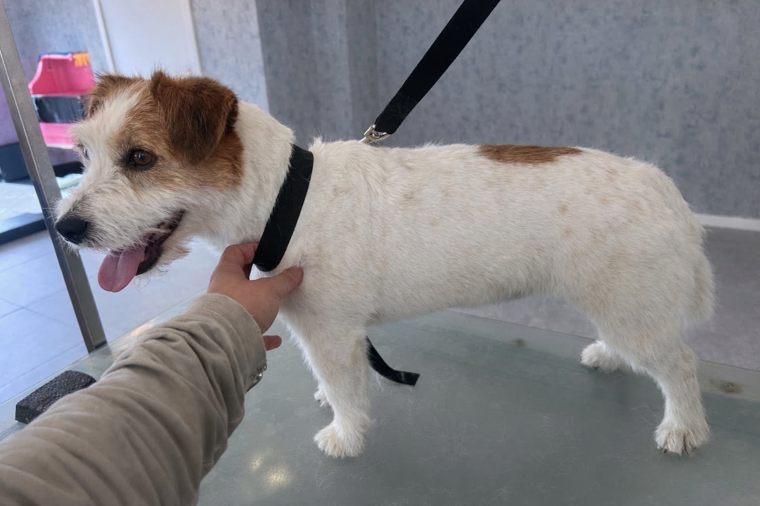 Jack Russell — na de verzorging