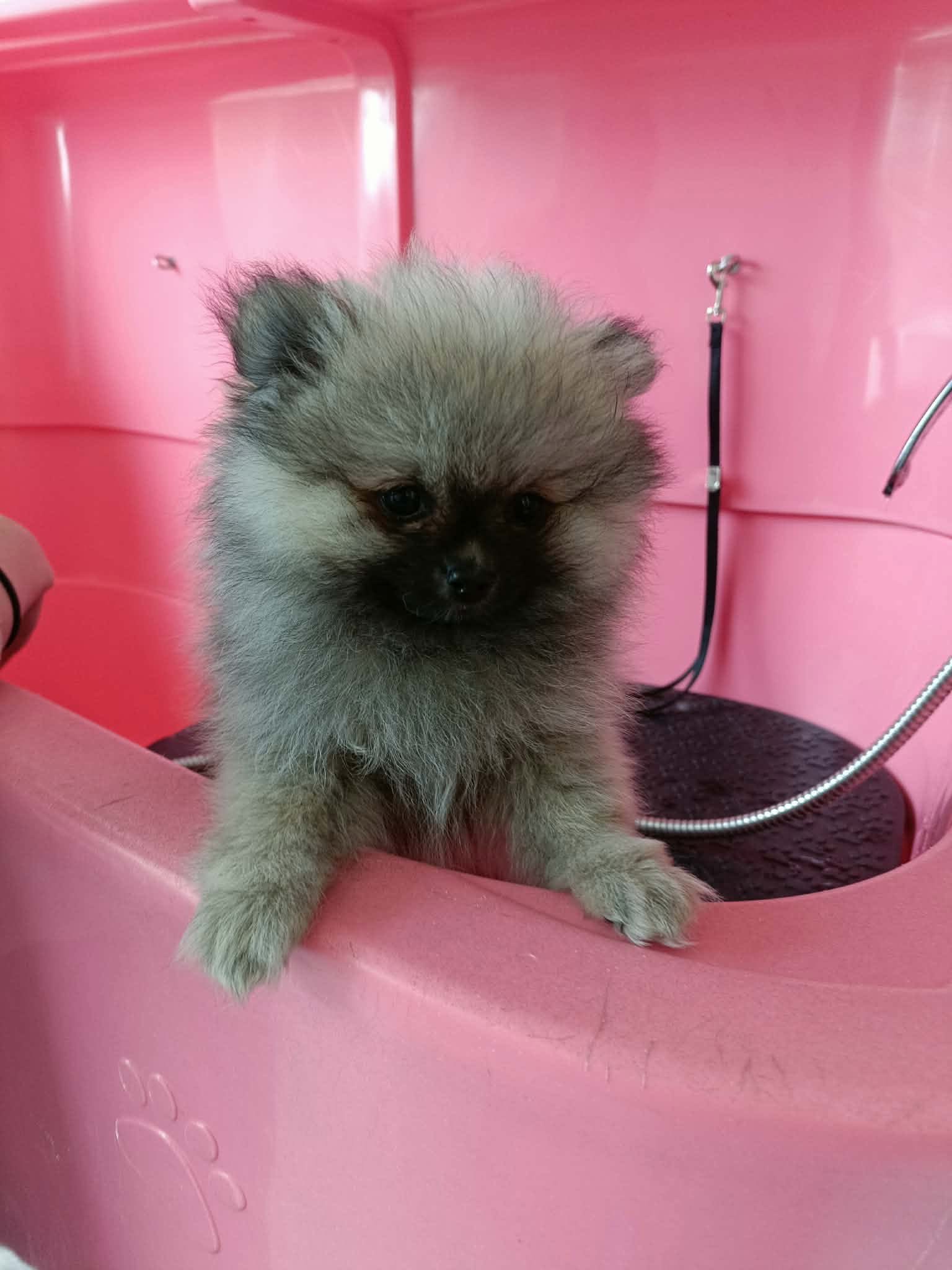Hond bij Pawsh Puppy Spa