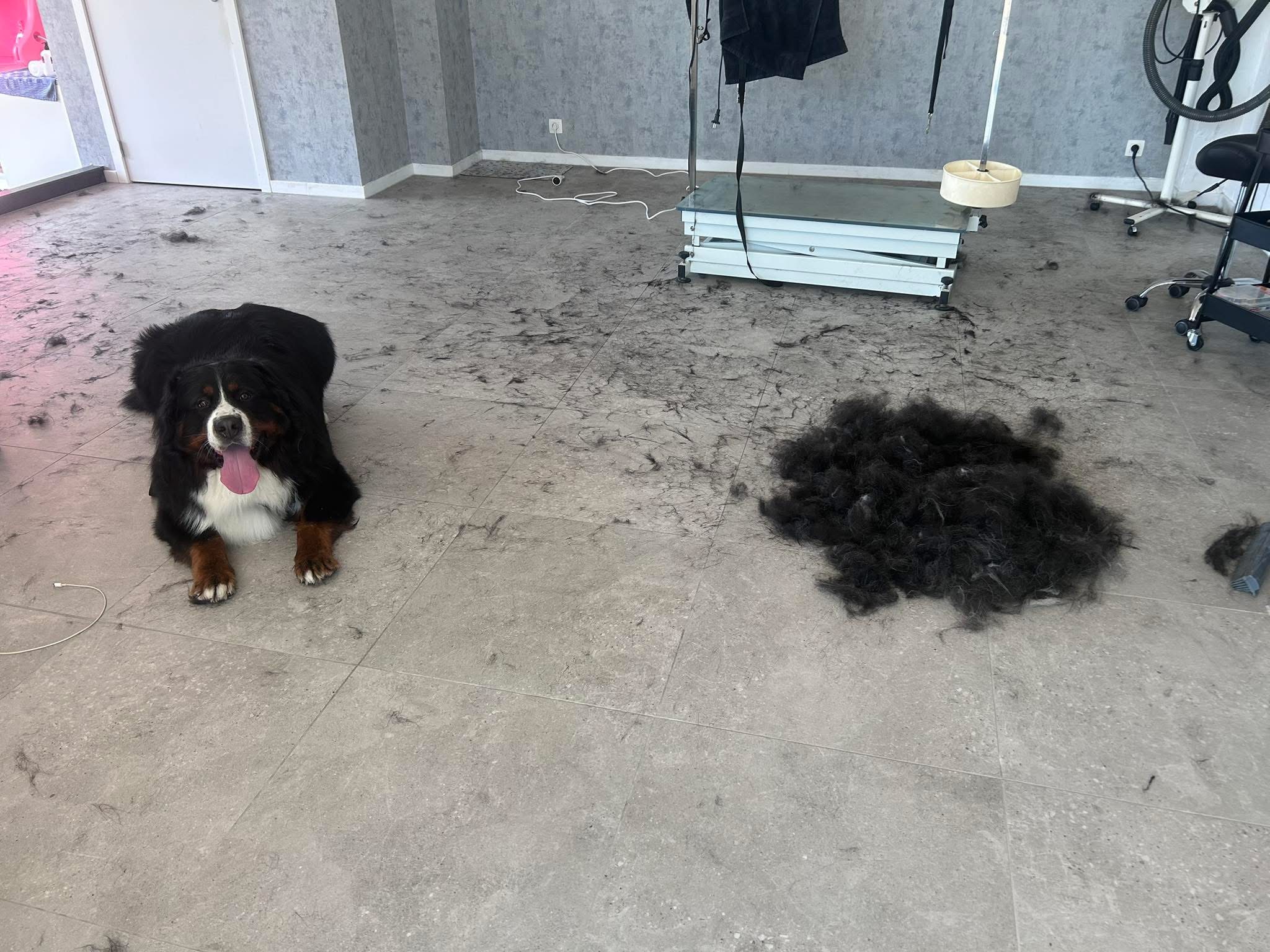 Hond bij Pawsh Puppy Spa