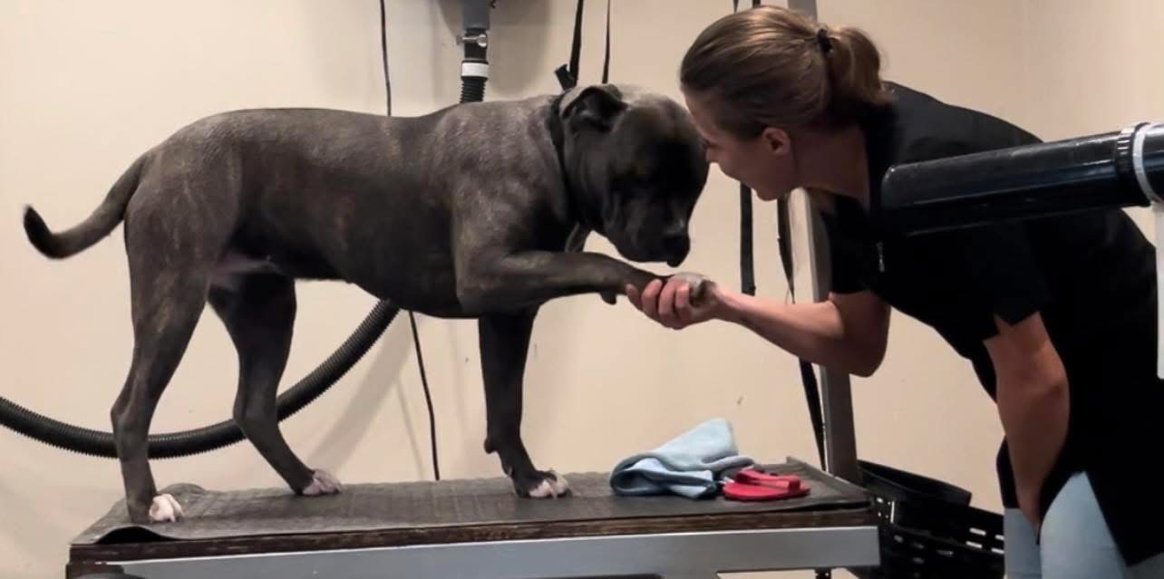 Gaëtana verzorgt een hond bij Pawsh Puppy Spa