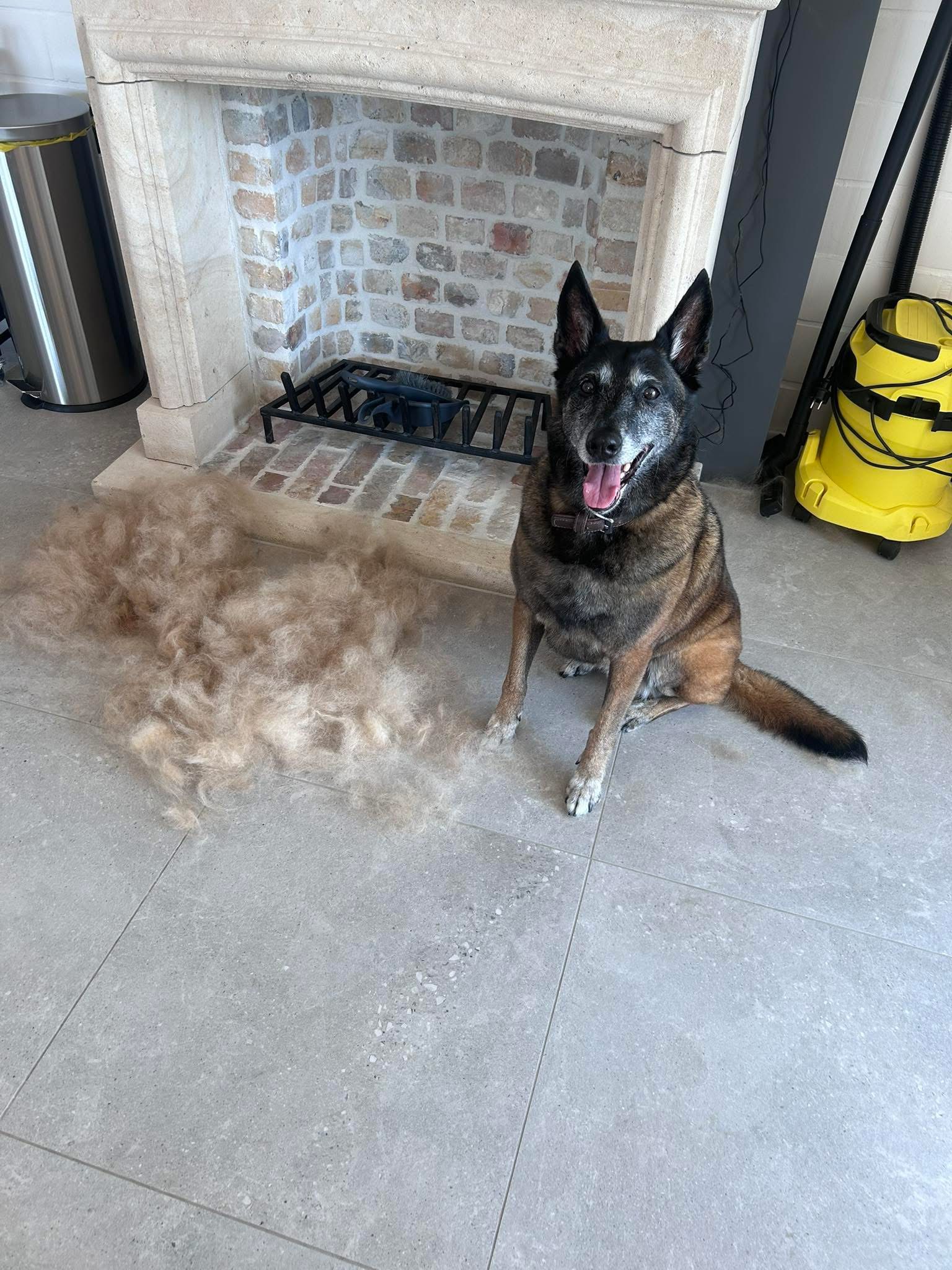 Herder na de vachtverzorging bij Pawsh