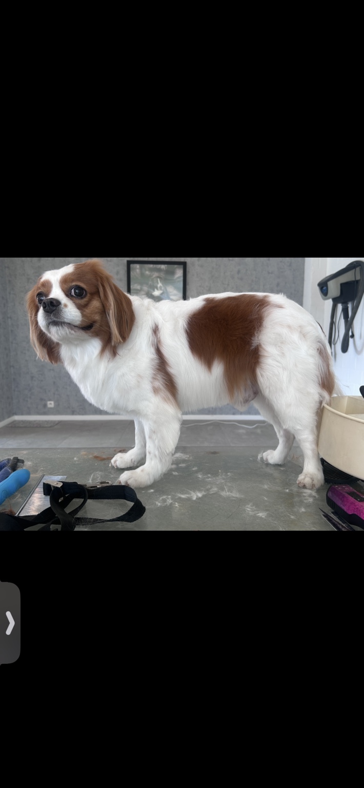 Hond bij Pawsh Puppy Spa