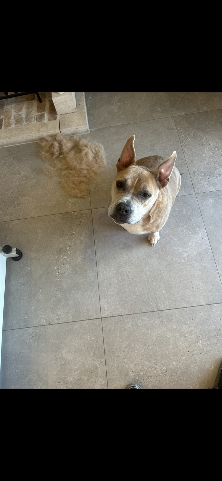 Hond bij Pawsh Puppy Spa