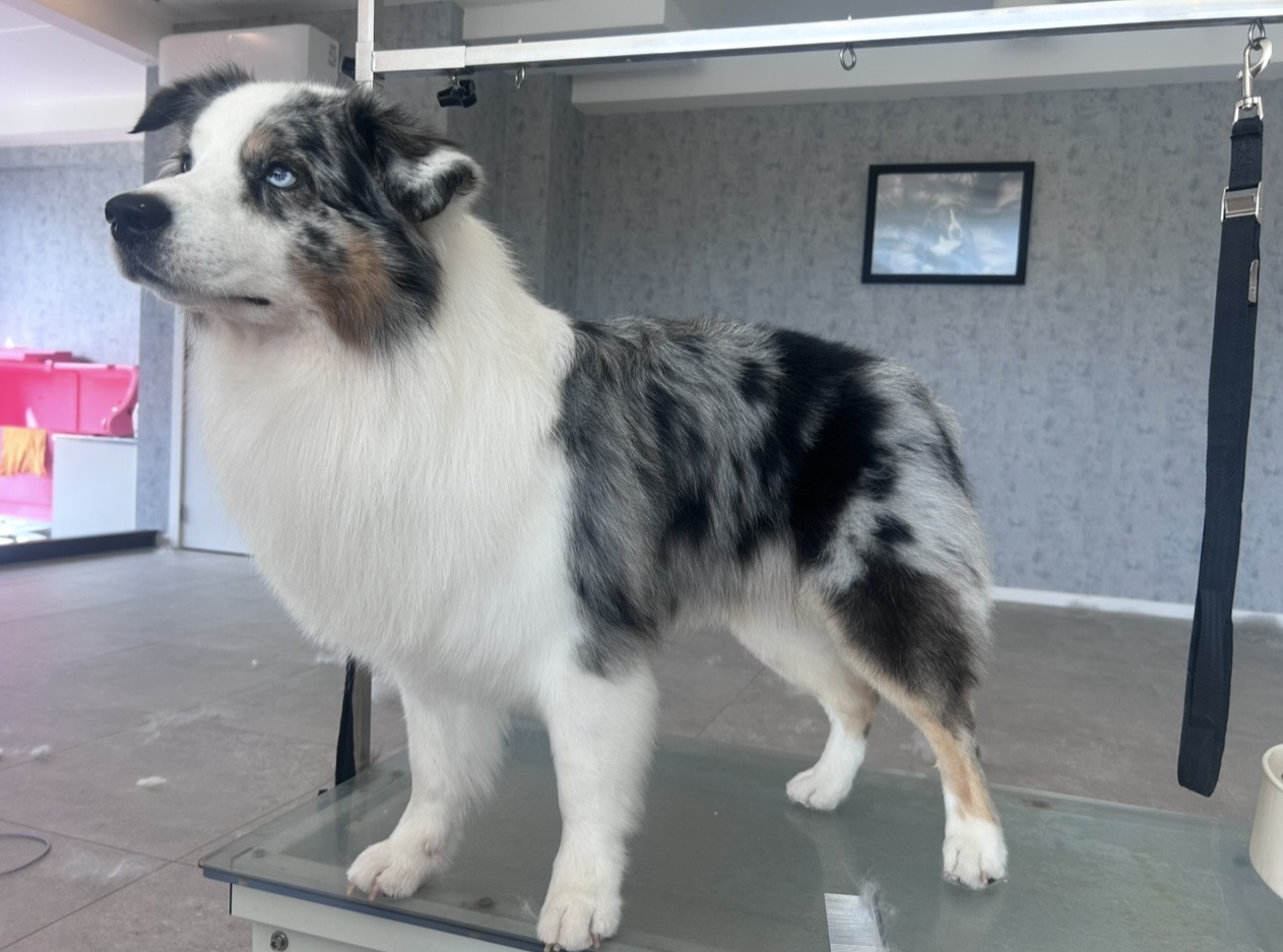 Australische herder op de trimtafel bij Pawsh Puppy Spa