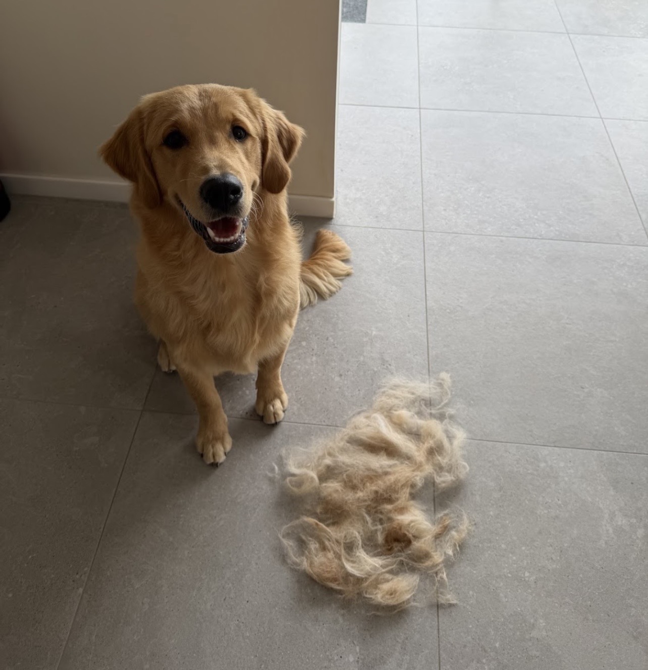 Hond bij Pawsh Puppy Spa